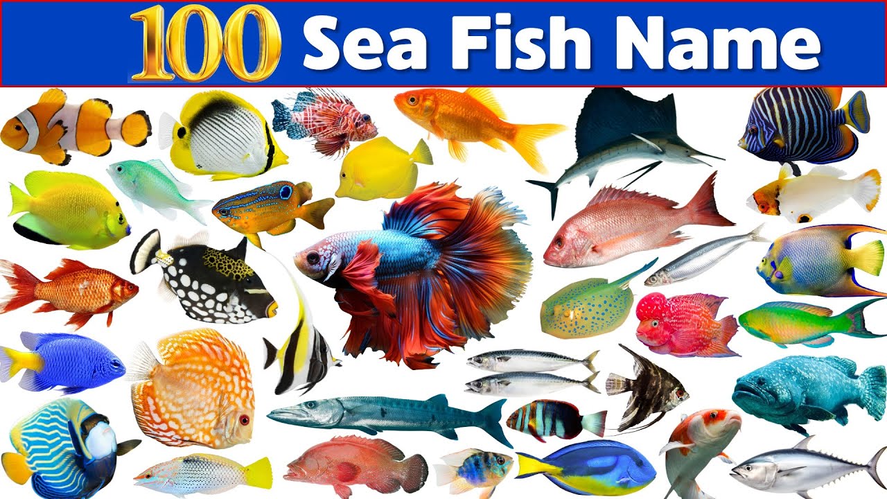 Learn 100 Types of Sea Fish | Ocean Animals for Kids 🐠🌊