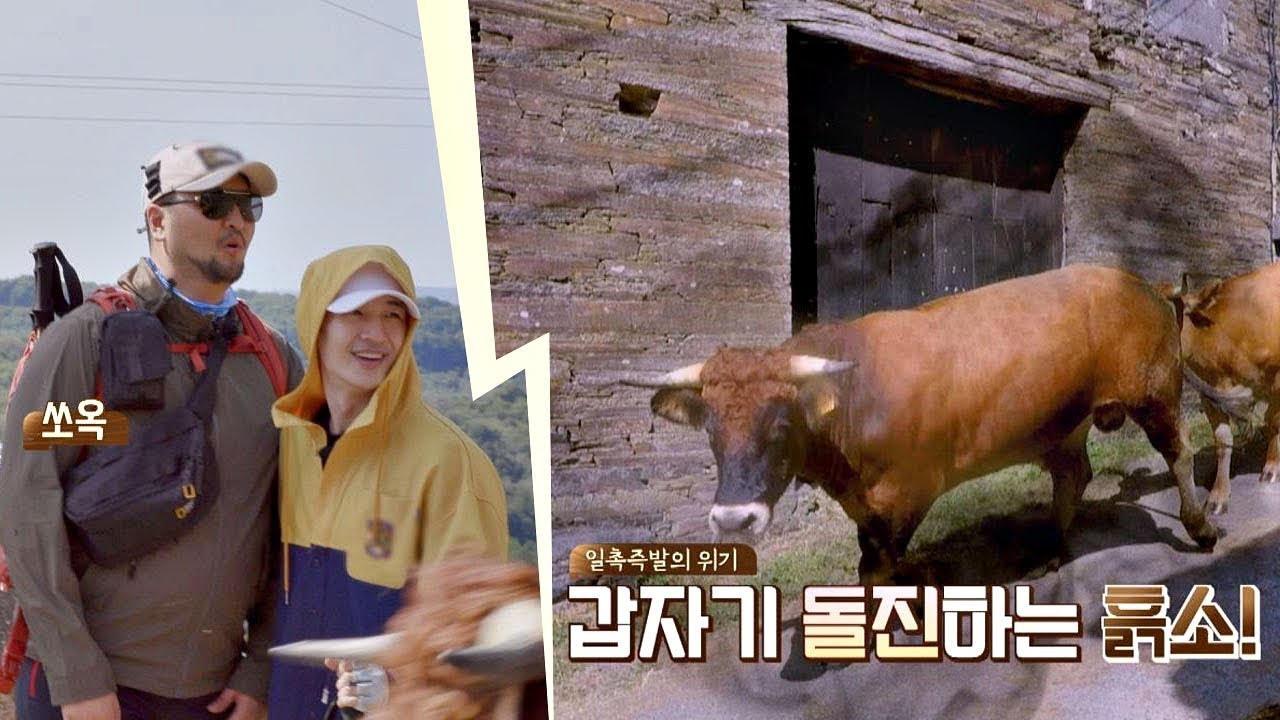 일촉즉발의 위기!! 태우(Kim Tae woo)x호영(Son Ho young) 쪽으로 돌진하는 흙소⊙_⊙ 같이 걸을까 4회