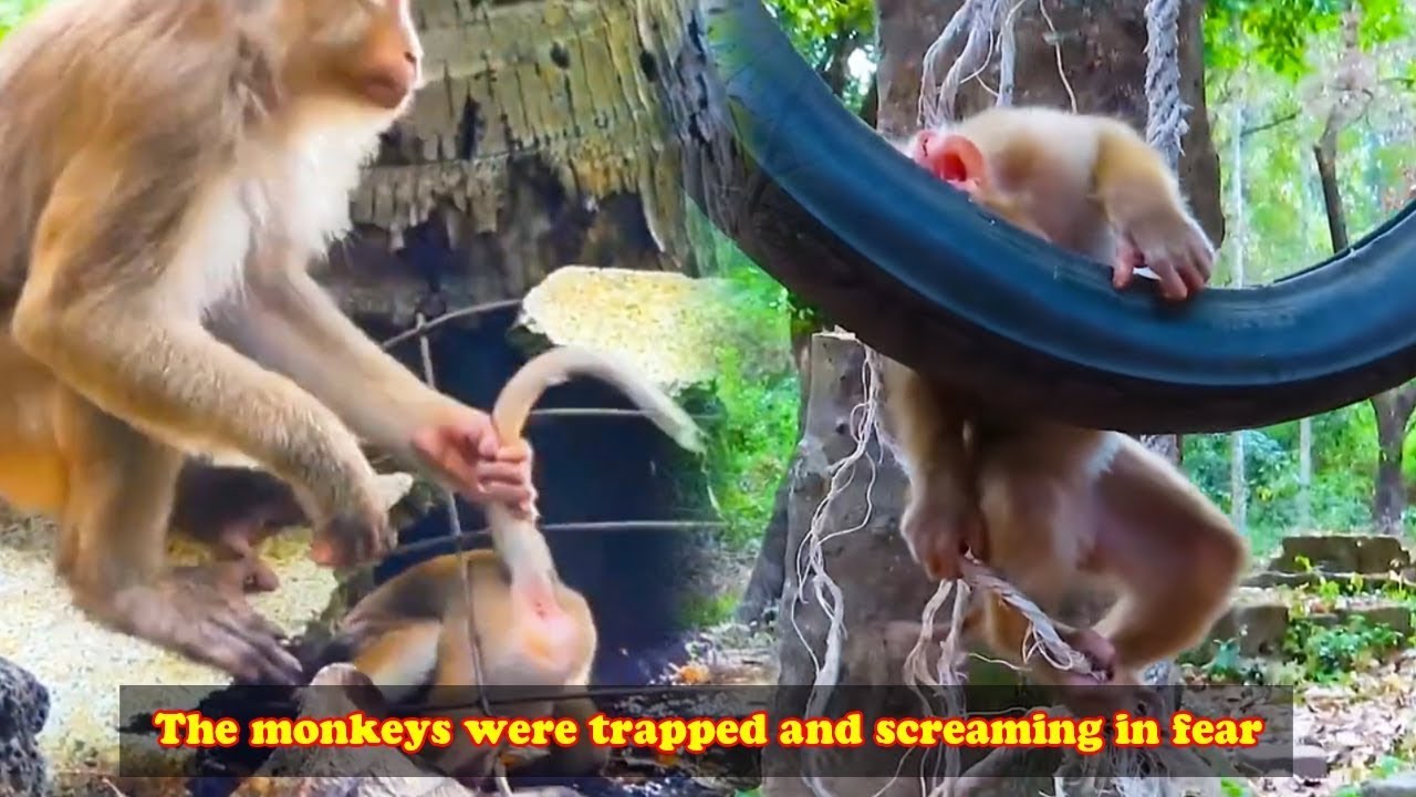 The little monkeys were naughty and stuck, they screamed for their mother to come and save them