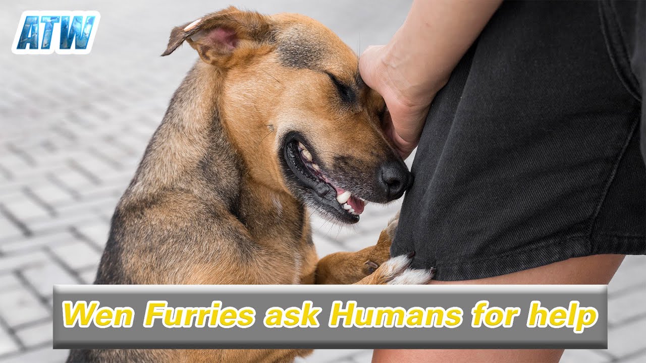 Touching and unforgettable moments: when poor animals ask for help from humans 🐾❤️