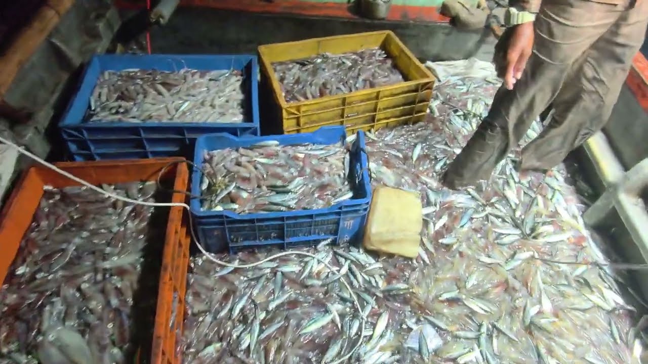 🦑🦑Election office#seafood 