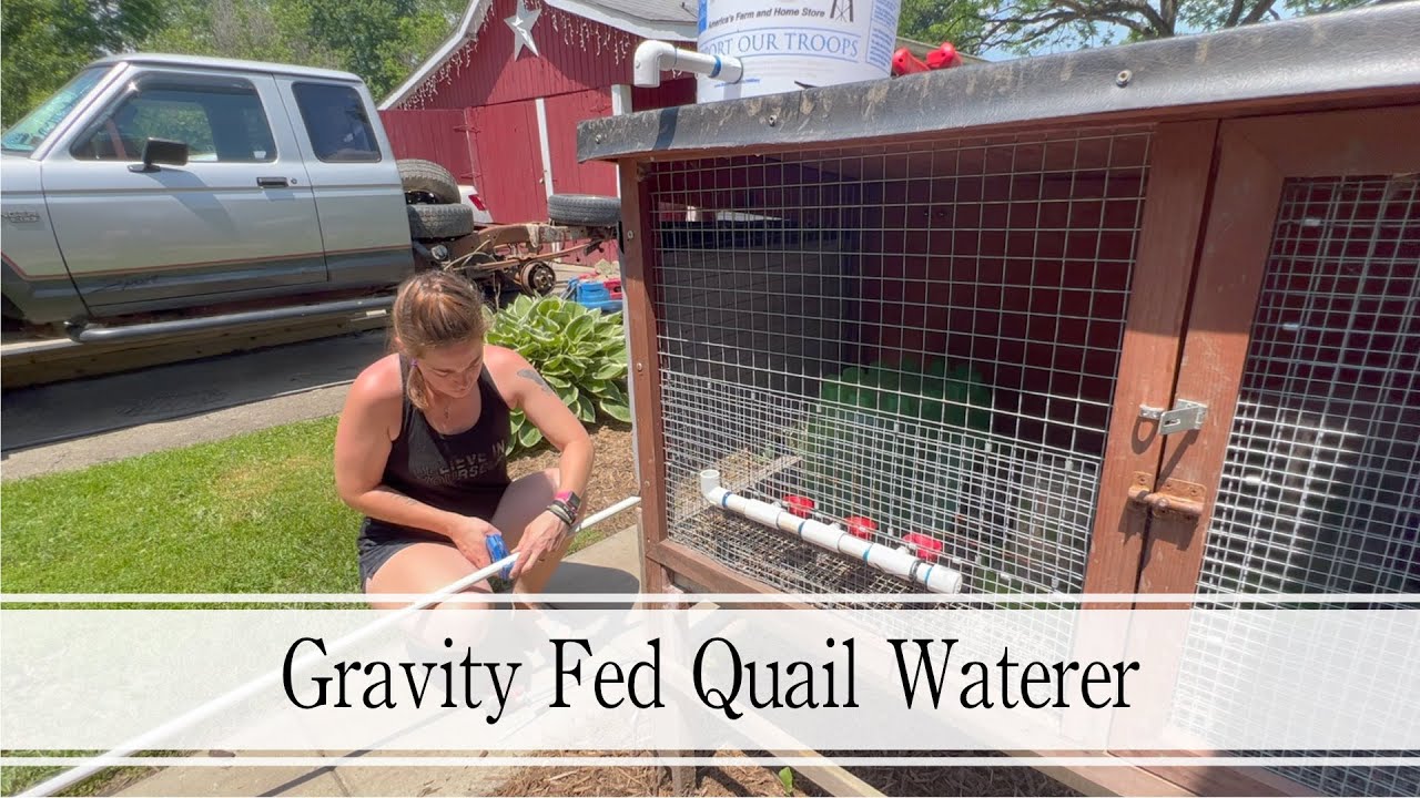Making A Gravity Fed Quail Waterer