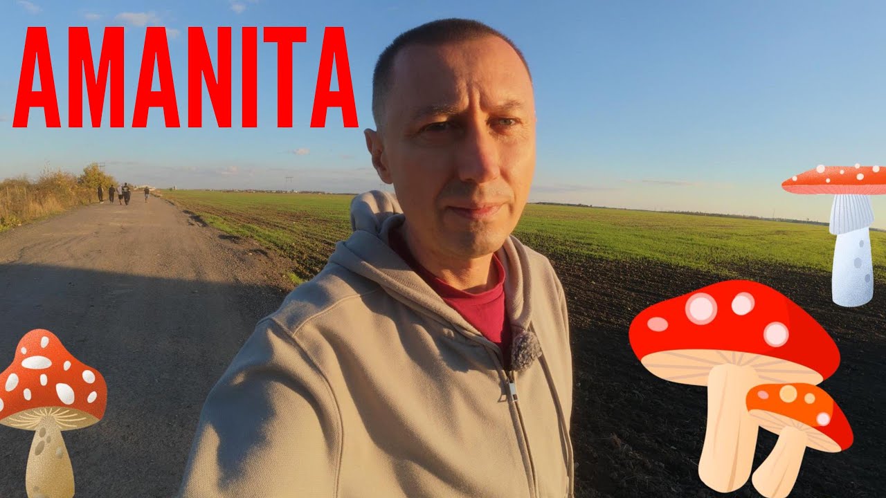 UWAGA! Amanita Muscaria - kary grzywny a nawet więzienie!