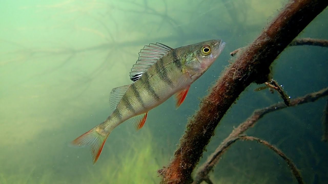 Snorkelling in a Swedish lake, June 2024