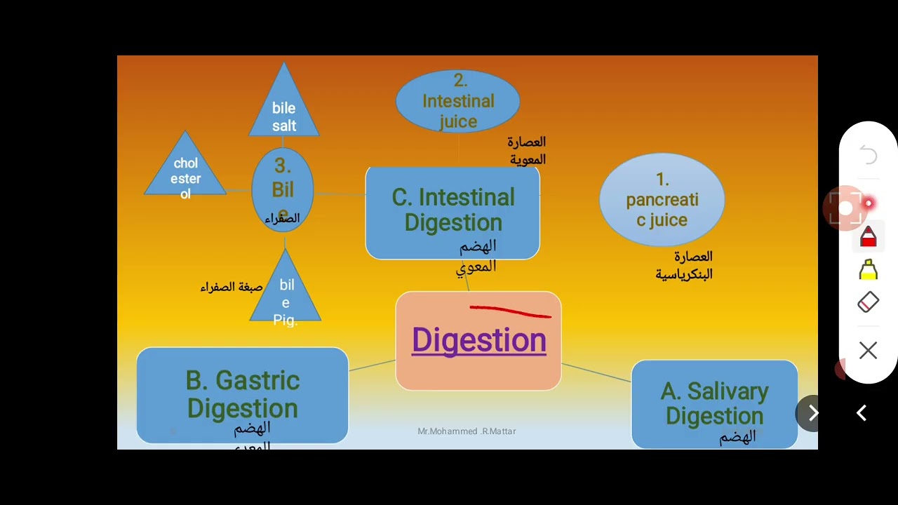Chapter 7 , Digestion,  طلاب التمريض الكلية الجامعية @كيمياء عضوية وحيوية أ. محمد رزق مطر 