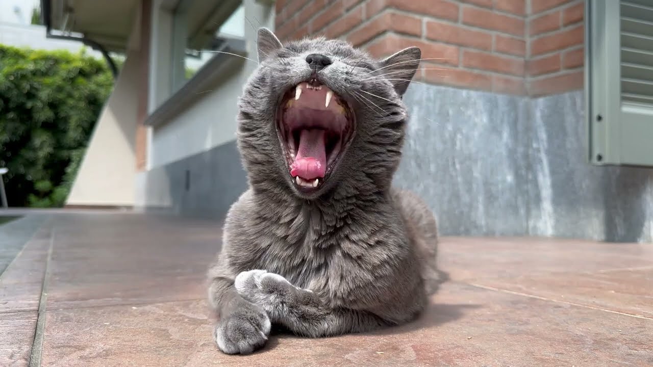5 Minutes of a Relaxed Cat 😴 | 4K