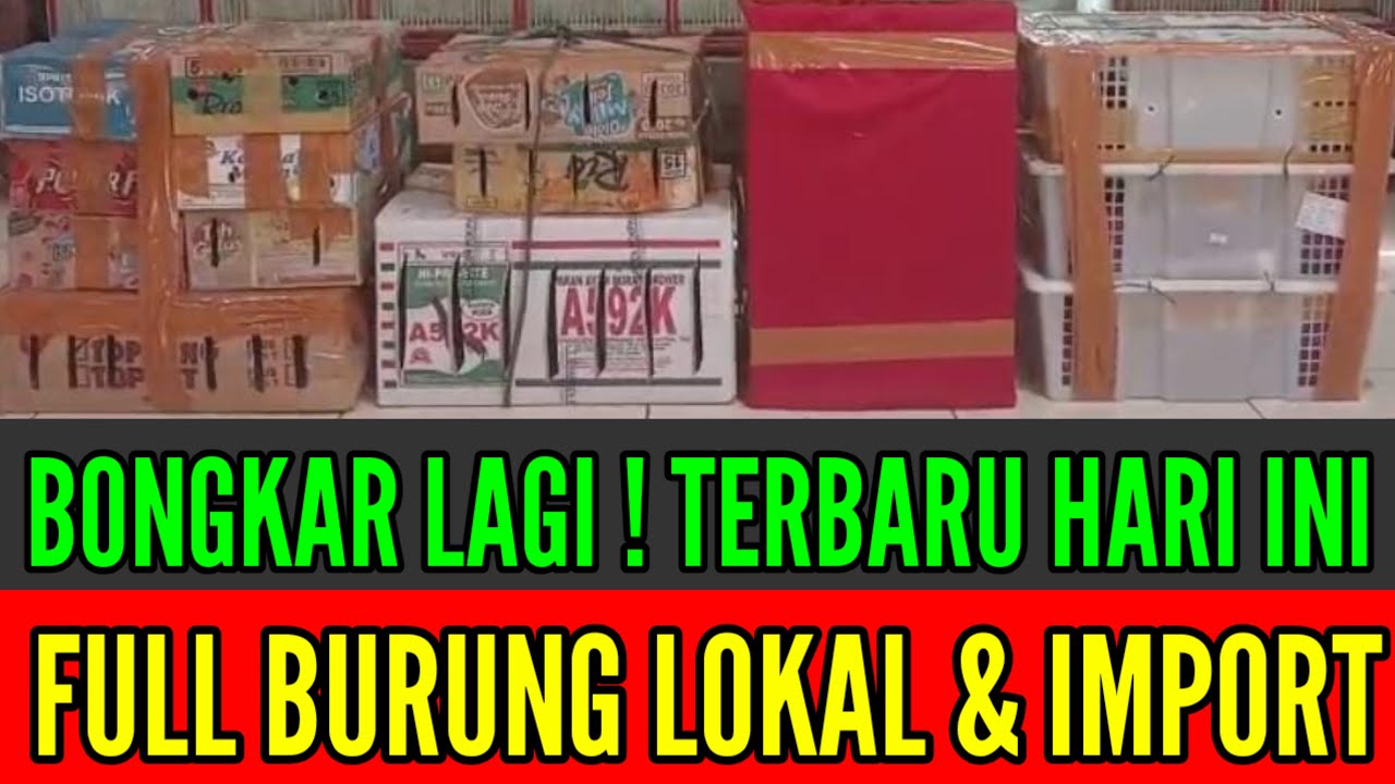 🔥 BONGKAR LAGI ! TERBARU HARI INI FULL BURUNG LOKAL & IMPORT 0838-7553-6945