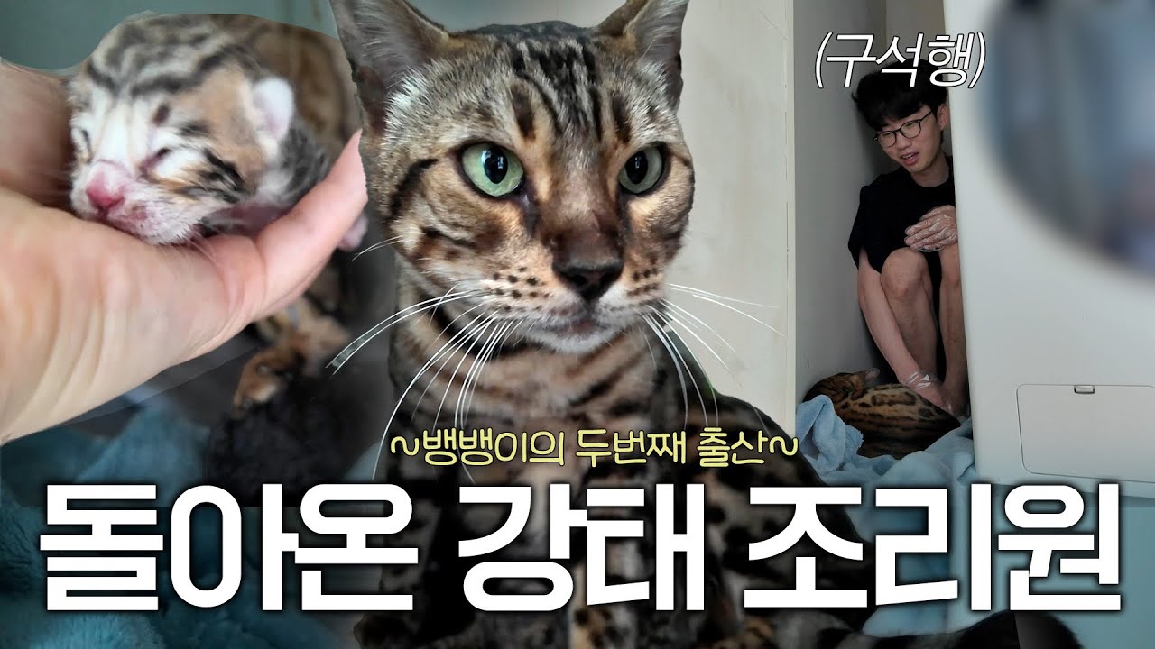 버려진 뱅갈고양이 뱅순이의 출산