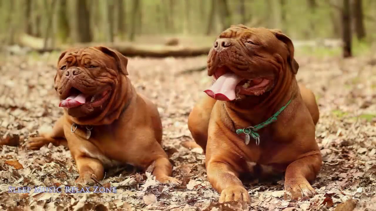 Relaxing Music For Dogs: Dog Lullaby, Become Calm And Quiet, Calm Your Hyperactive Dog, Loneliness
