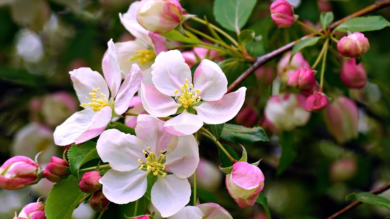 Beautiful Piano Music 🌸🍃The Beauty of Spring
