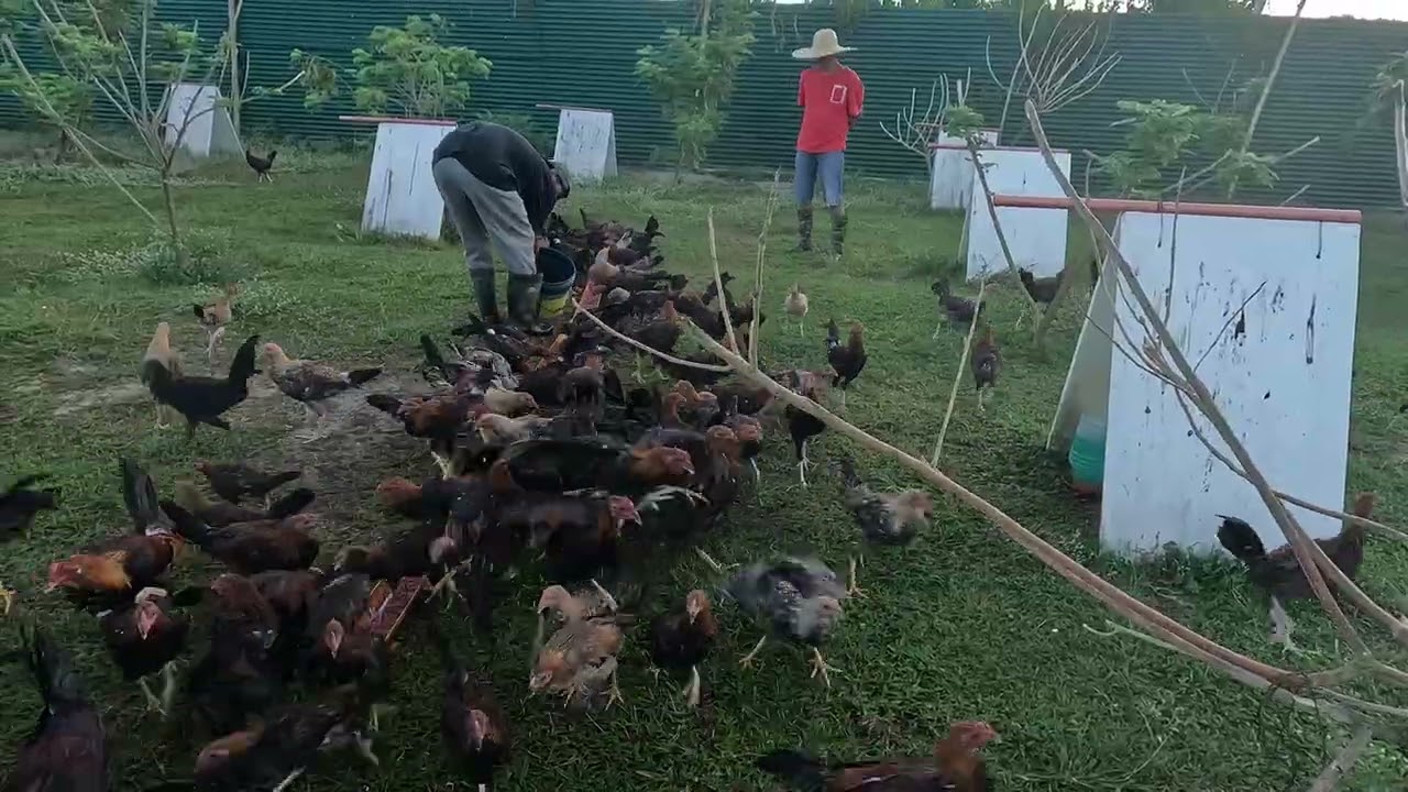 Amazing video , Enjoy watching