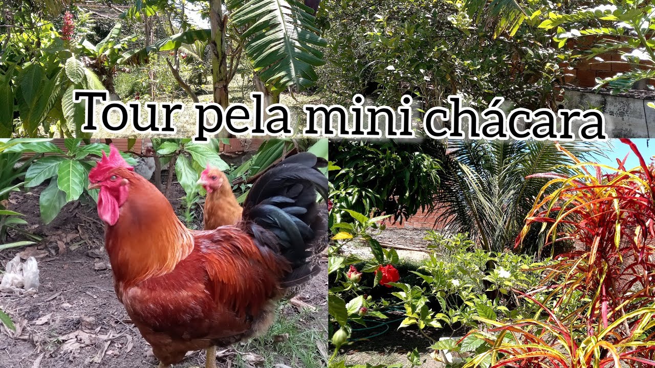 Tour atualizado pela mini chácara  - Frutas, flor e mais...