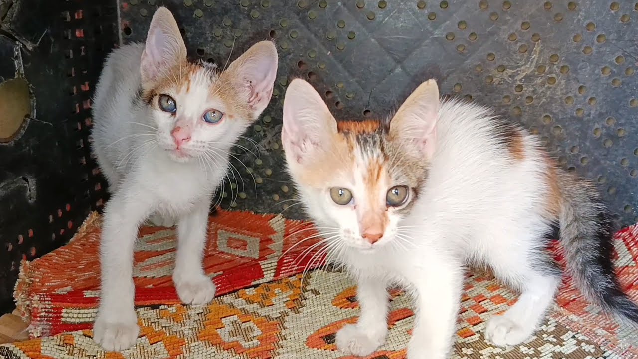 Calico kittens proud of their special box that was prepared for them
