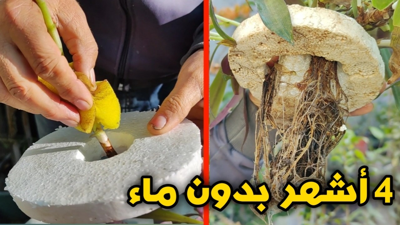 كوب واحد فقط من الماء لمدة 4 أشهر و لم أتخيل هذه النتيجة 😱 