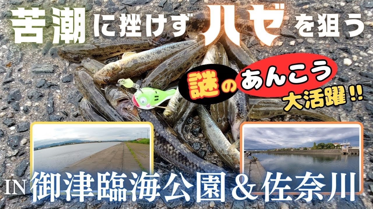 【ハゼ釣り】まさかの大苦戦？！『謎のあんこう』でハゼを狙う　2023年9月上旬