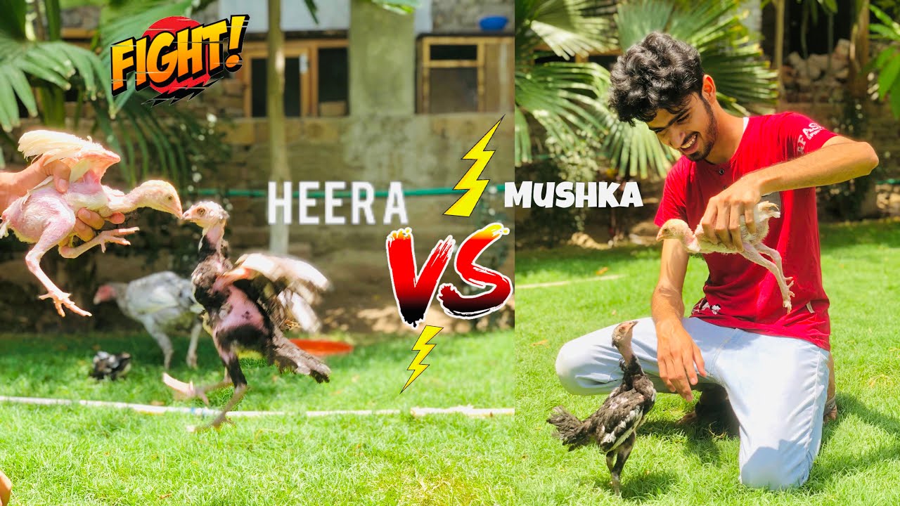 Aseel Vs Aseel😲|Aseel chicks Fight| Heera Vs Mushka |Pets Vlog