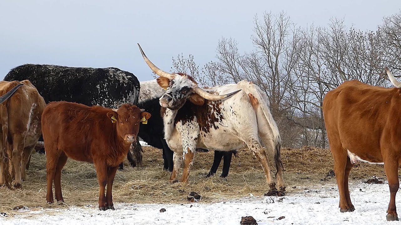 Unsere Tiere im Winter - bei Schnee und Kälte (05.01.2026)