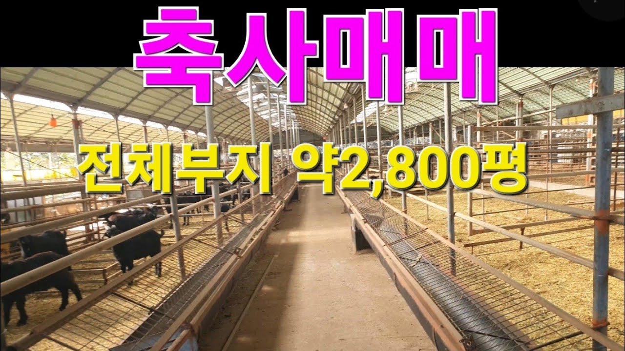 신성티브이[축사매매] ☎️ 010 6744 4556 전라남도 강진군 흑 염소 축사매매 입니다.  #축사매매 #흑염소 #염소 #축사판매 