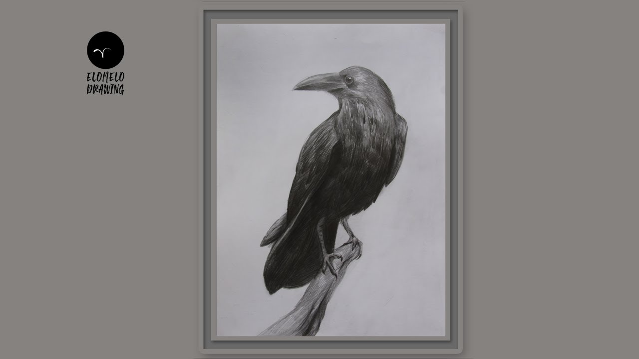 How To Draw A Crow Step By Step || Pencil Sketch || Drawing