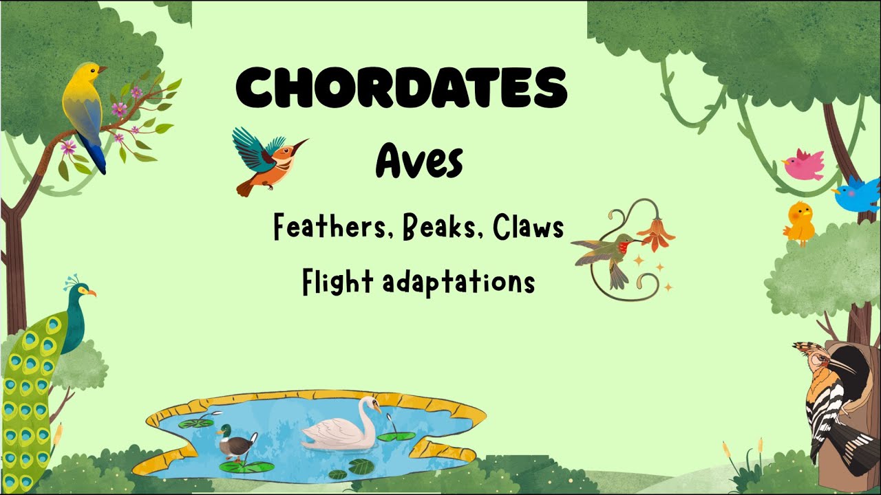 AVES | FLIGHT ADAPTATIONS |JKPSC ZOOLOGY 2025