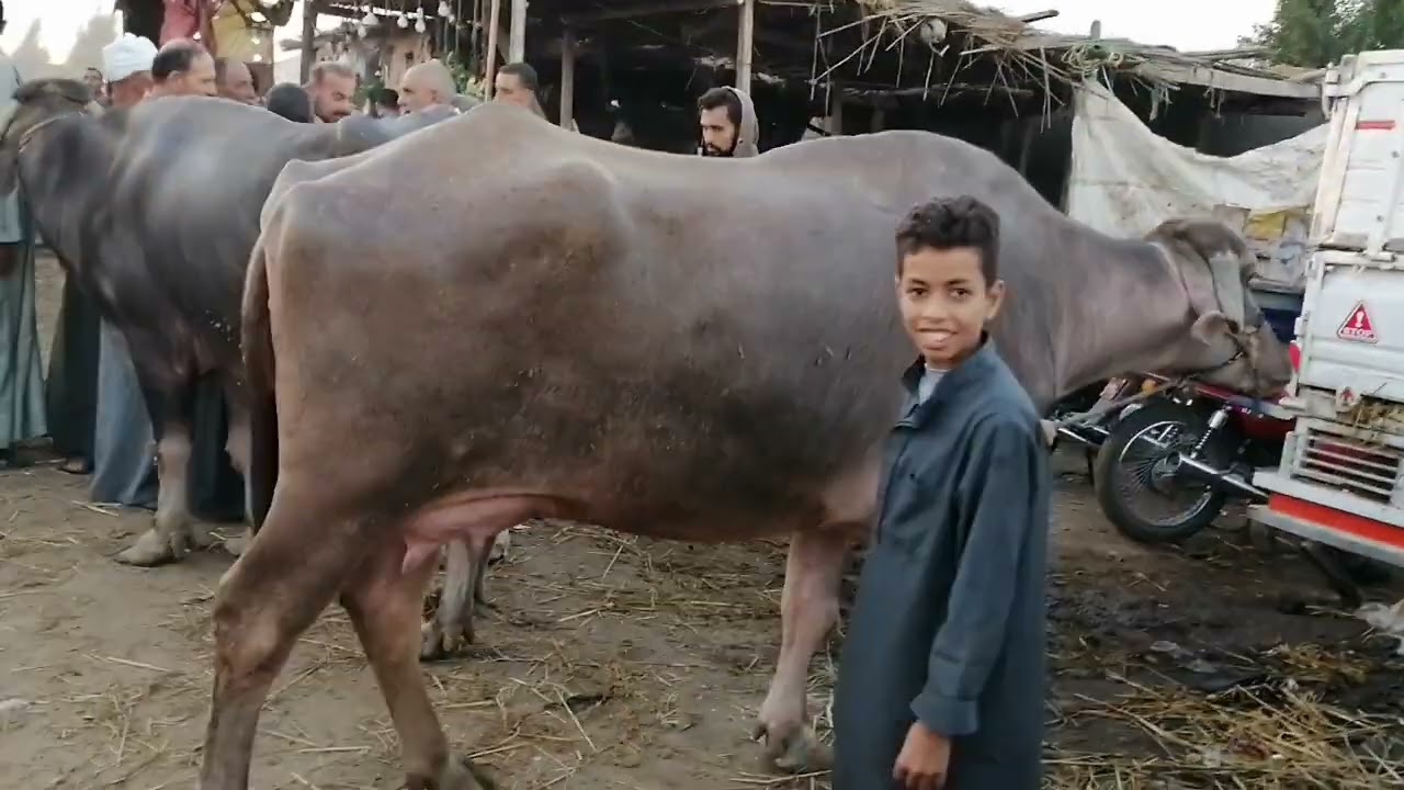 اسعار الجاموس العشر من سوق الثلاثاء بالزقازيق بتاريخ ٢٢ أكتوبر ٢٠٢٤