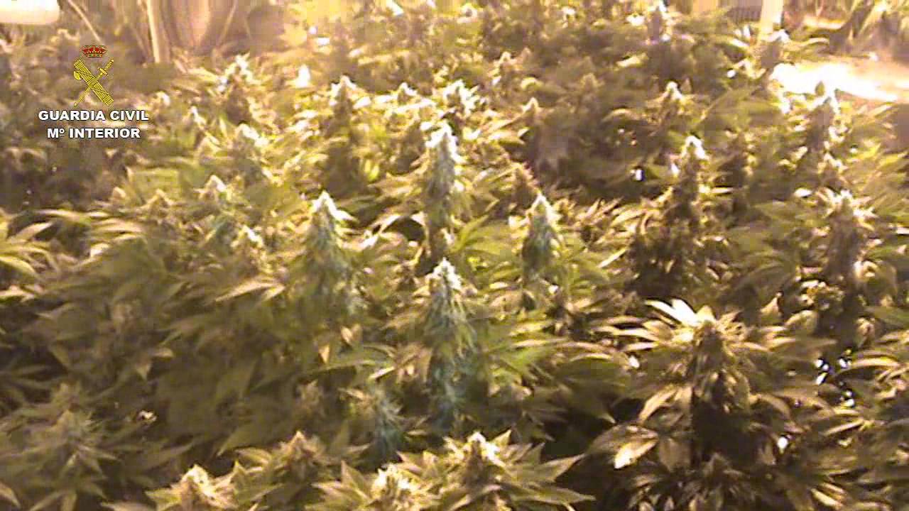 Desmantelados cinco laboratorios de marihuana en la C. de Madrid