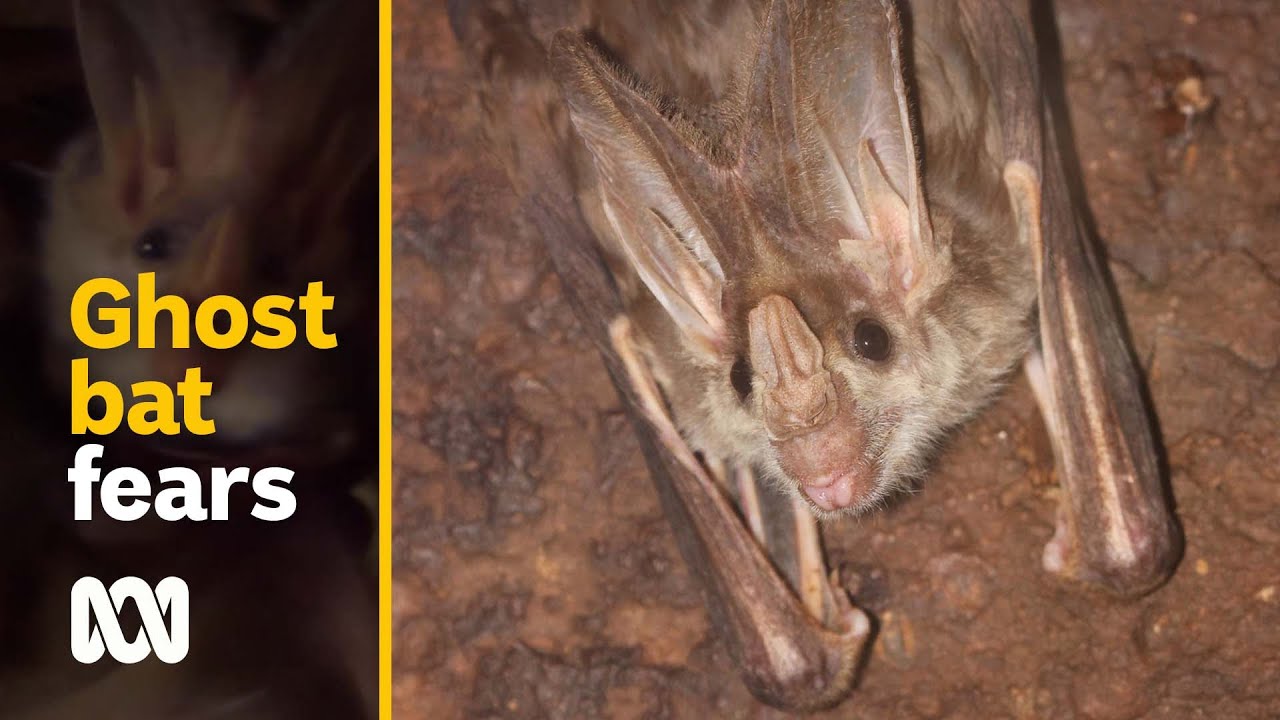 Microbats get tiny houses in last ditch attempt to save the species | ABC Australia