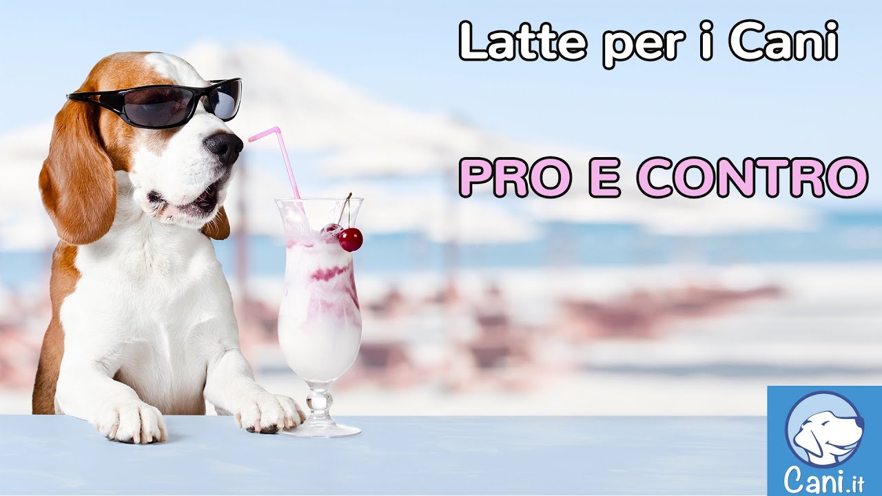Il Latte nell'alimentazione dei cani: pro e contro