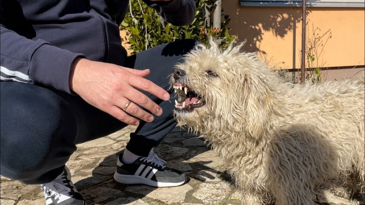 This Dog Tried To Bite Me...