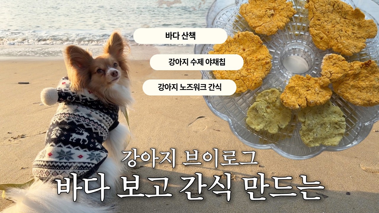 강아지랑 바다 산책(🌊)하고 수제 간식(🍠)만드는 브이로그