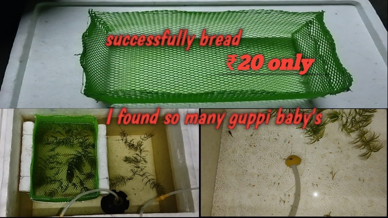 How make a breeding cage for fish breeding? //simple and easy way//get more success in breeding❤
