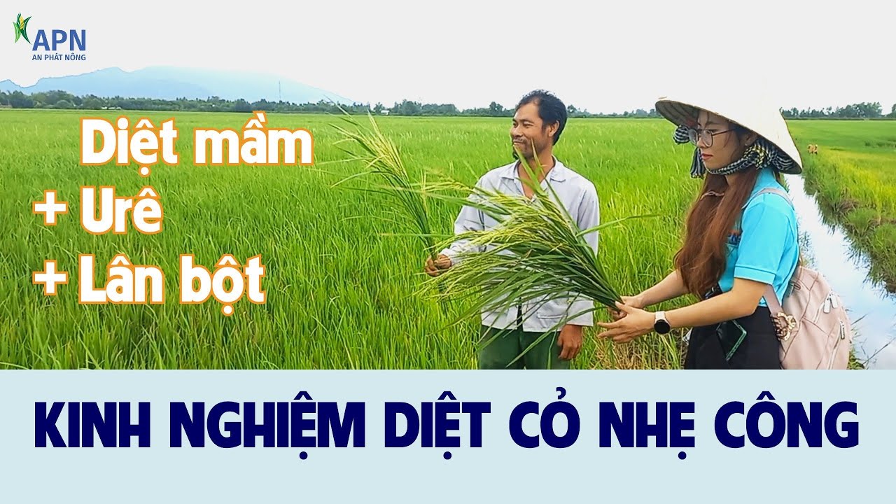 APN - KINH NGHIỆM DIỆT CỎ NHẸ CÔNG - DIỆT MẦM + URE + LÂN BỘT - QUẢN LÝ CỎ DẠI KỲ 6
