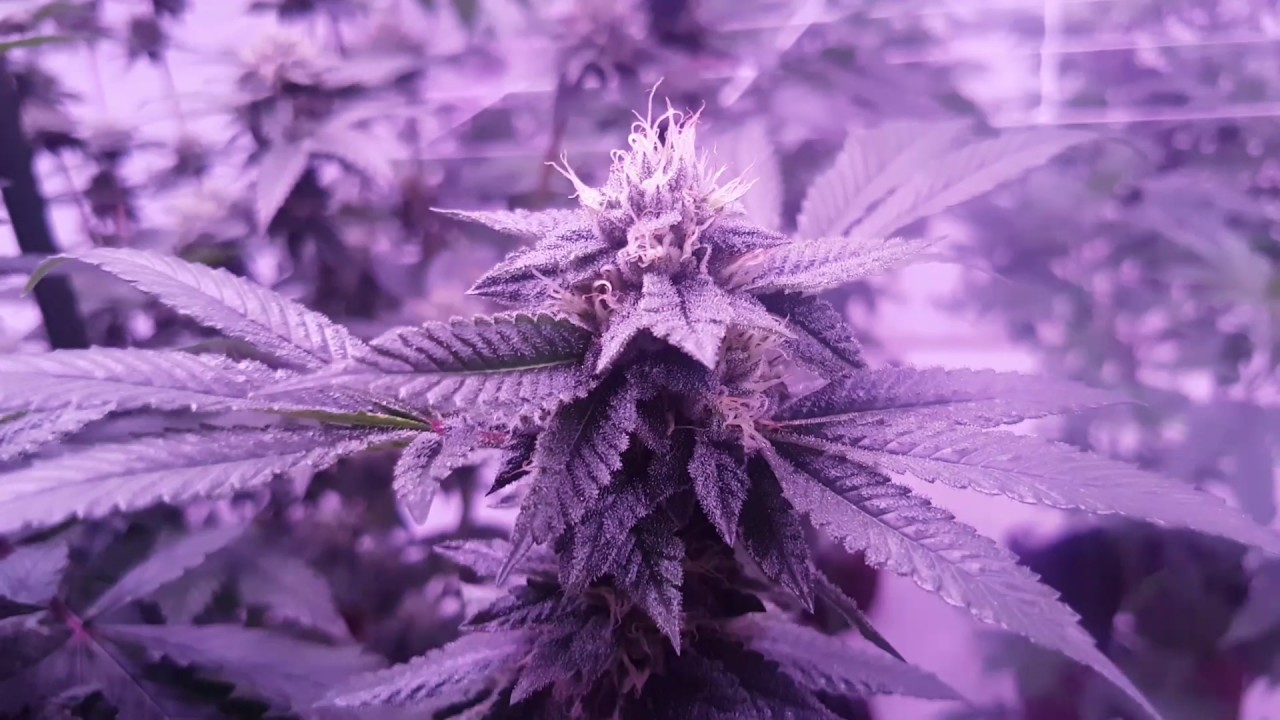 9000 Watt Cob LED Grow Season 4 Episode 1
