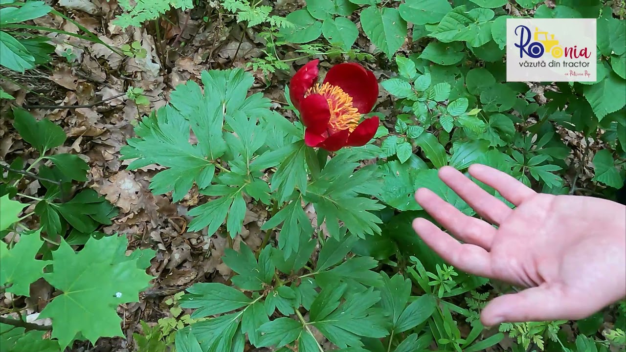 Traseul Cozluk, bujorii de munte și meseria de ranger