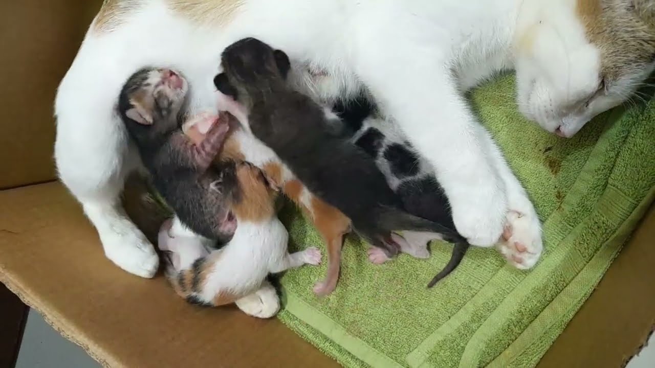 Newborn kittens are drinking milk while fighting