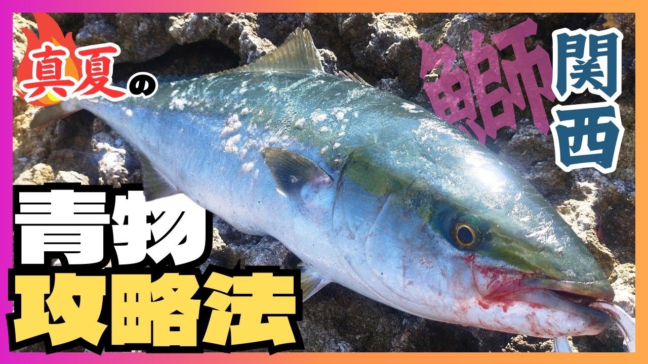 【夏攻略】8月の青物はこうやって釣る【ロックショア】【関西】