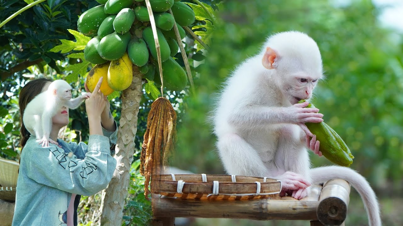 Детеныш обезьяны-альбиноса Руби и собака Дом играют вместе со своей мамой