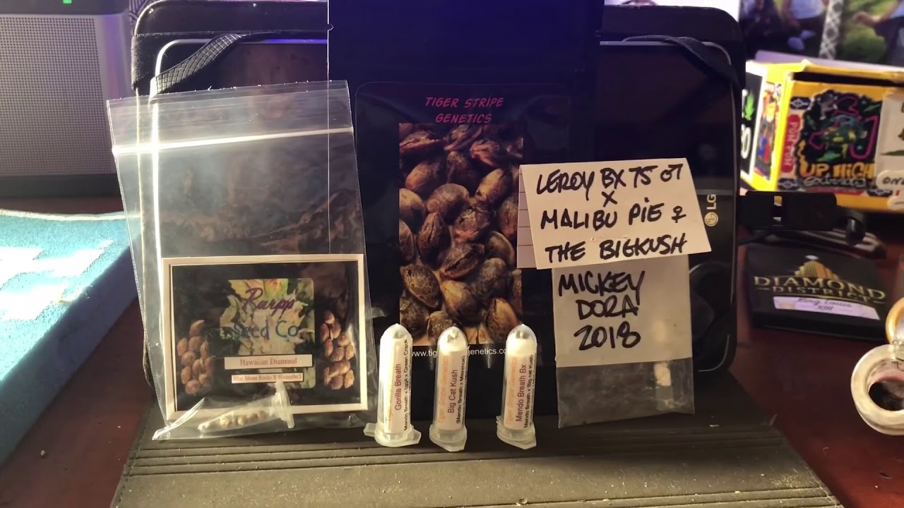The BigKush,Pakalolo,and Tiger Stripe Genetics seed popping