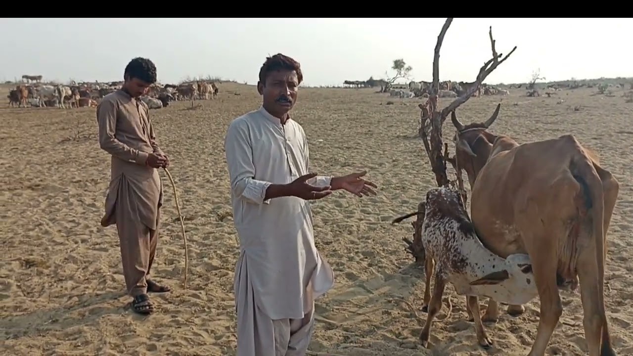 CHOLISTANI VISIT