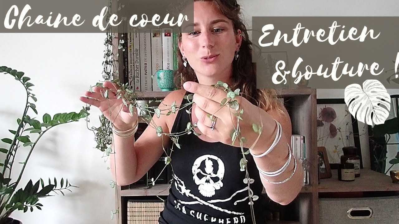 Plante pour les débutants la Chaîne de cœur : entretien et boutures !