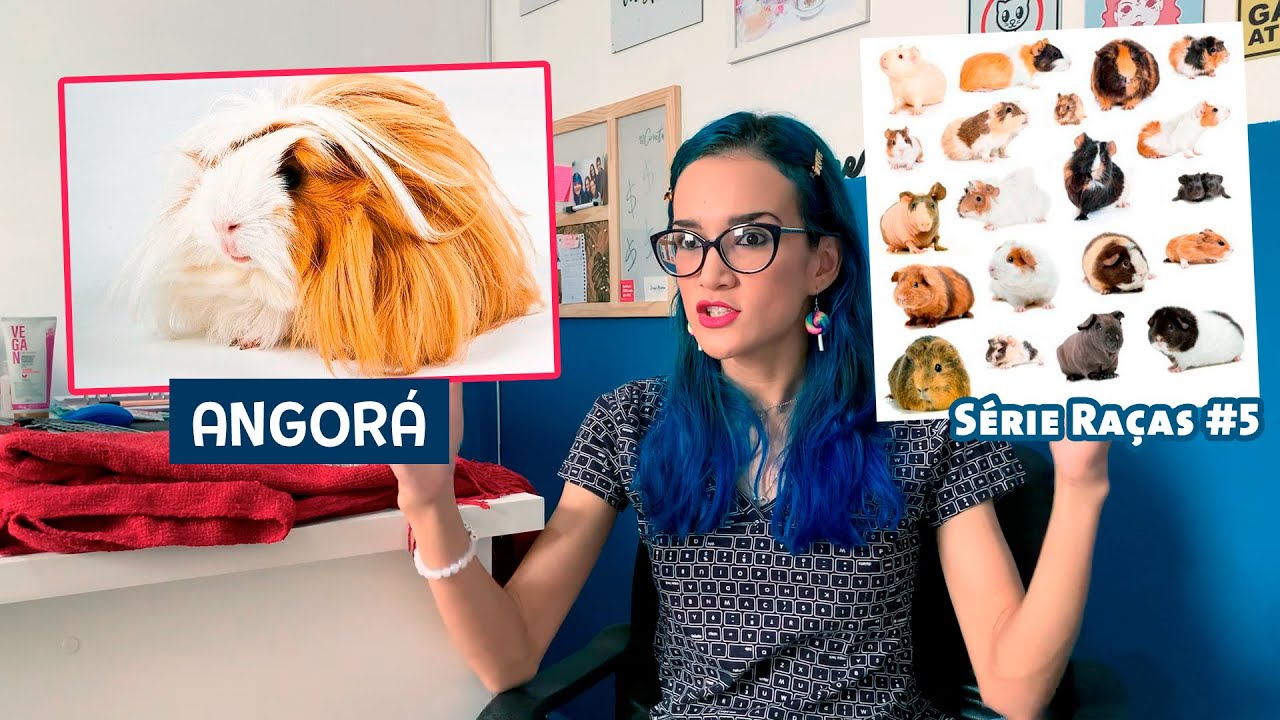 PORQUINHOS DA ÍNDIA DA RAÇA ANGORÁ - SÉRIE RAÇAS #5