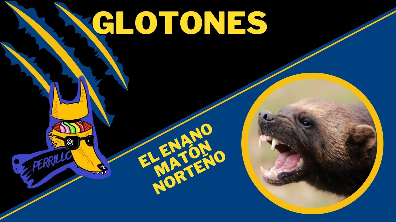 Glotones: Tejones impermeables | Ep 23 | CULTURA COLMILLUDA