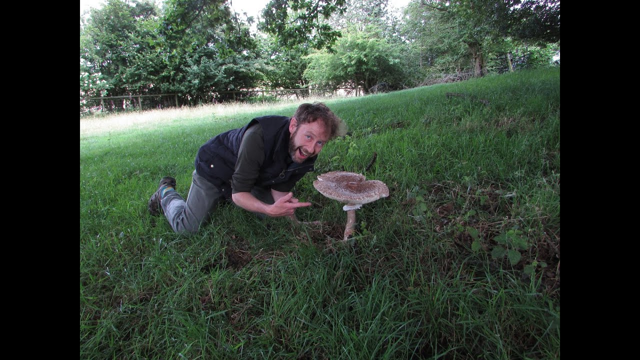 A Giant Edible Mushroom!