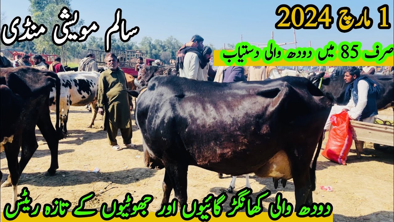 Salam Maveshi Mandi||Sahiwal Cows for sale||Khangar Cows||Cow Mandi||Nili Ravi Buffalo For sale