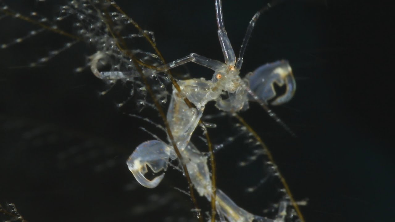 Amazing Skeleton Shrimps - Super Macro Video