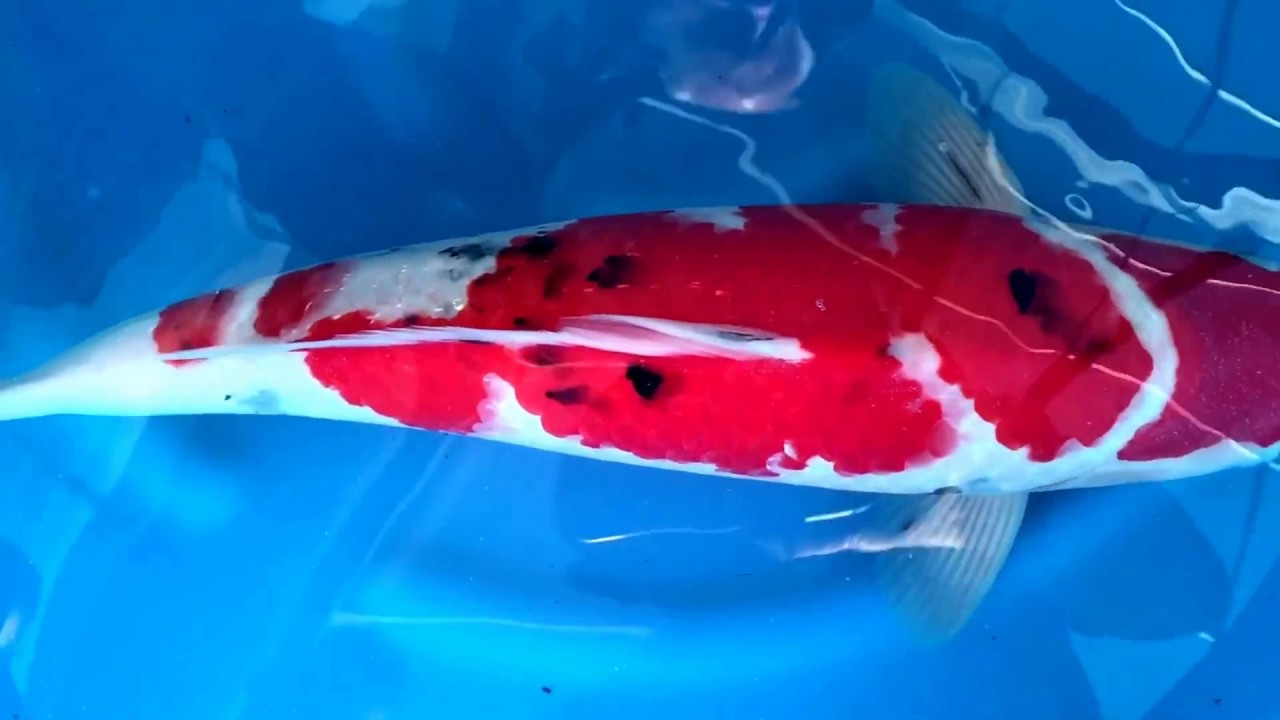 Isawa Nishikigoi Center funday. Tategoi showcase. Feb 7, 2017.