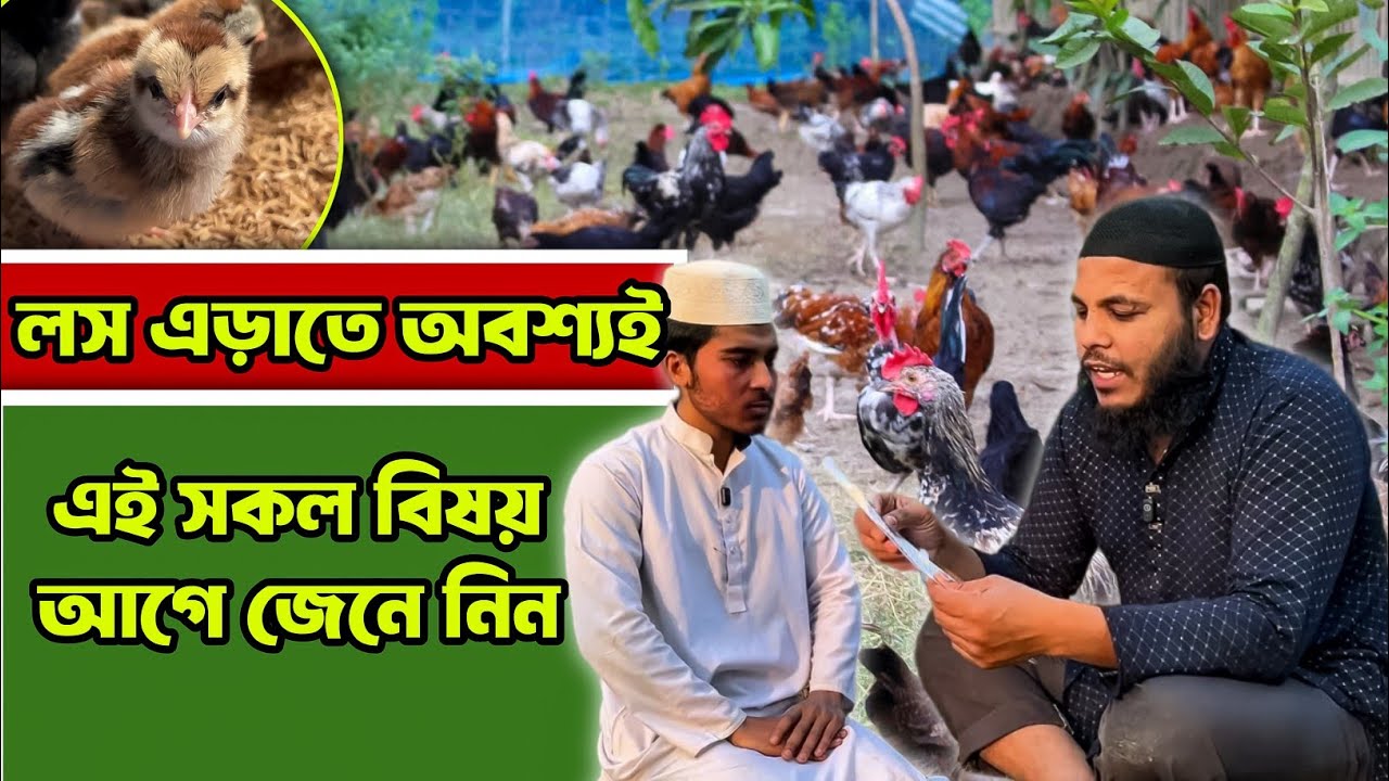 লস এড়াতে দেশি মুরগির খামার শুরুর আগে এই বিষয়গুলো জেনে নিন