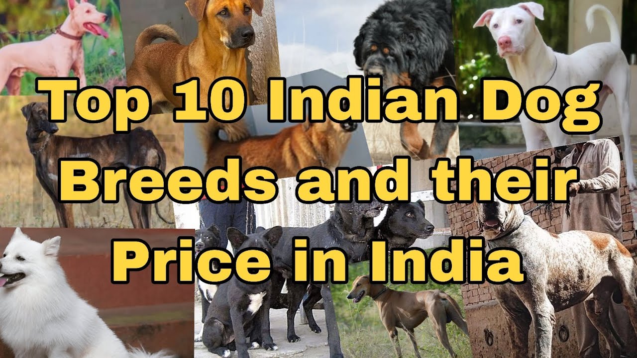Top 10 Indian dog breeds and price. 