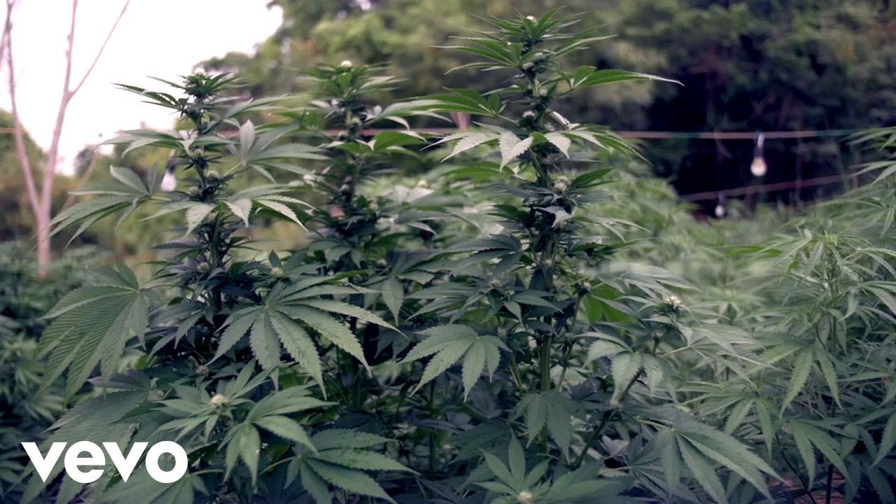 Mr. Williamz - Kush (No Bush)