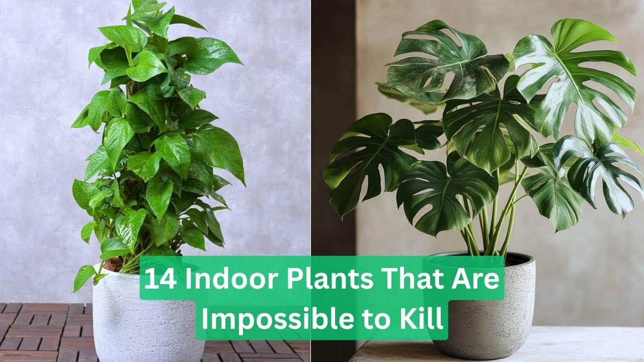 14 Indoor Plants That Are Impossible to Kill | Plants Anyone Can Grow